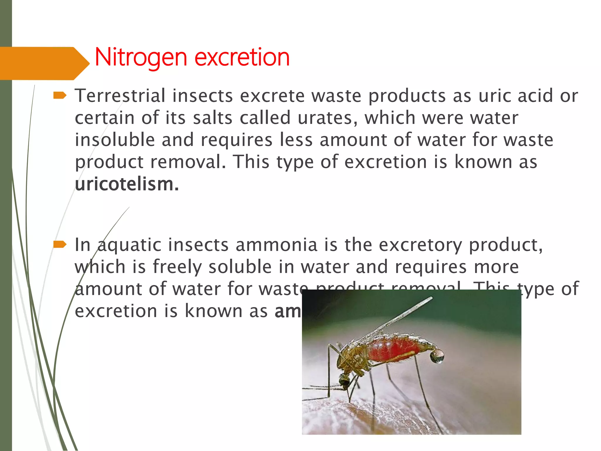 Nitrogen excretion
 Terrestrial insects excrete waste products as uric acid or
certain of its salts called urates, which were water
insoluble and requires less amount of water for waste
product removal. This type of excretion is known as
uricotelism.
 In aquatic insects ammonia is the excretory product,
which is freely soluble in water and requires more
amount of water for waste product removal. This type of
excretion is known as ammonotelism.
 