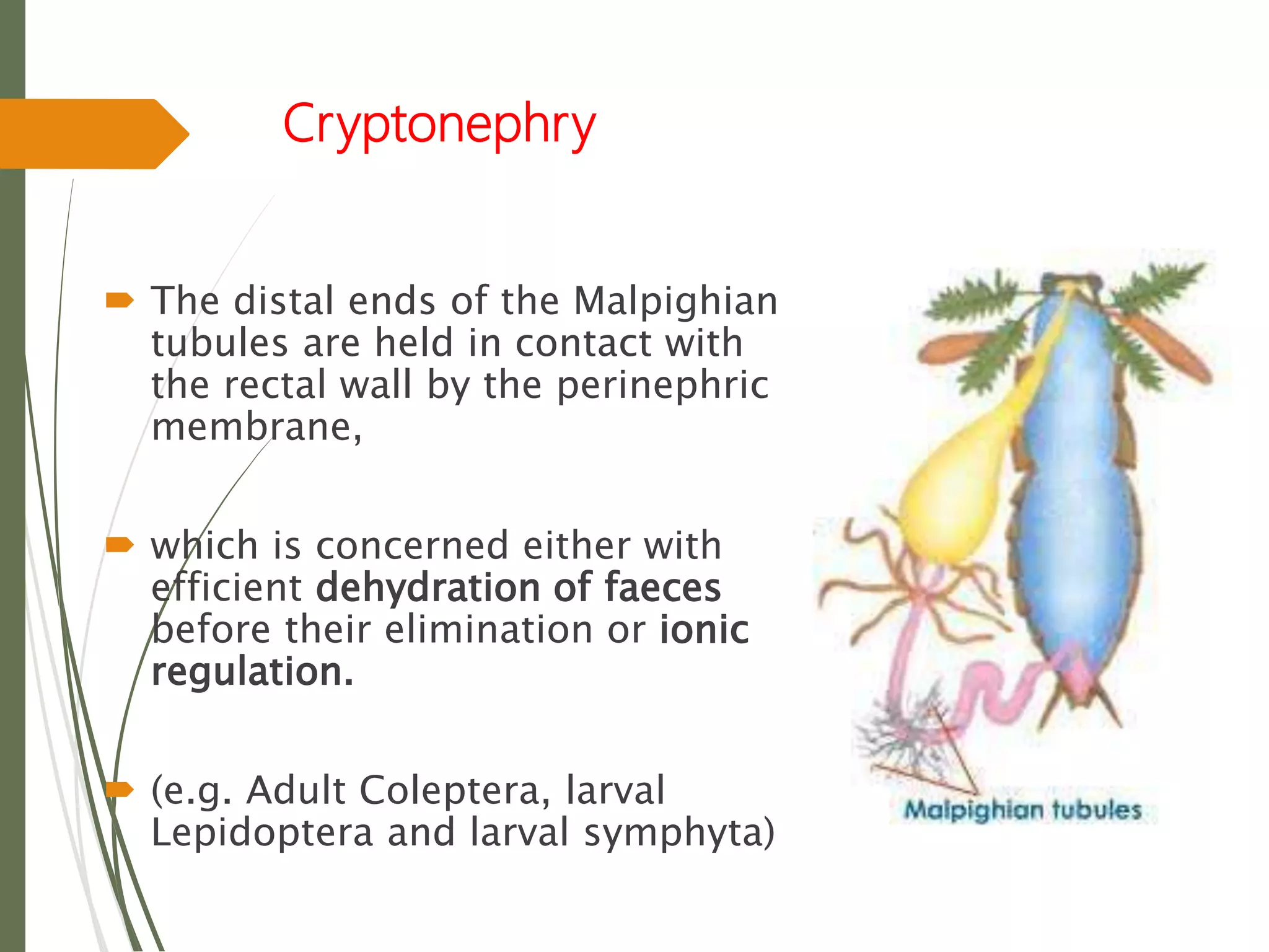 Cryptonephry
 The distal ends of the Malpighian
tubules are held in contact with
the rectal wall by the perinephric
membrane,
 which is concerned either with
efficient dehydration of faeces
before their elimination or ionic
regulation.
 (e.g. Adult Coleptera, larval
Lepidoptera and larval symphyta)
 