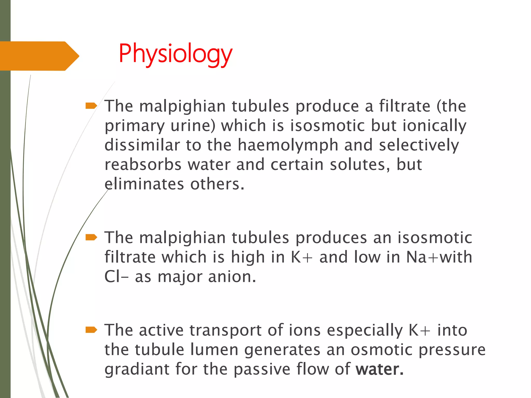 Physiology
 The malpighian tubules produce a filtrate (the
primary urine) which is isosmotic but ionically
dissimilar to the haemolymph and selectively
reabsorbs water and certain solutes, but
eliminates others.
 The malpighian tubules produces an isosmotic
filtrate which is high in K+ and low in Na+with
Cl- as major anion.
 The active transport of ions especially K+ into
the tubule lumen generates an osmotic pressure
gradiant for the passive flow of water.
 