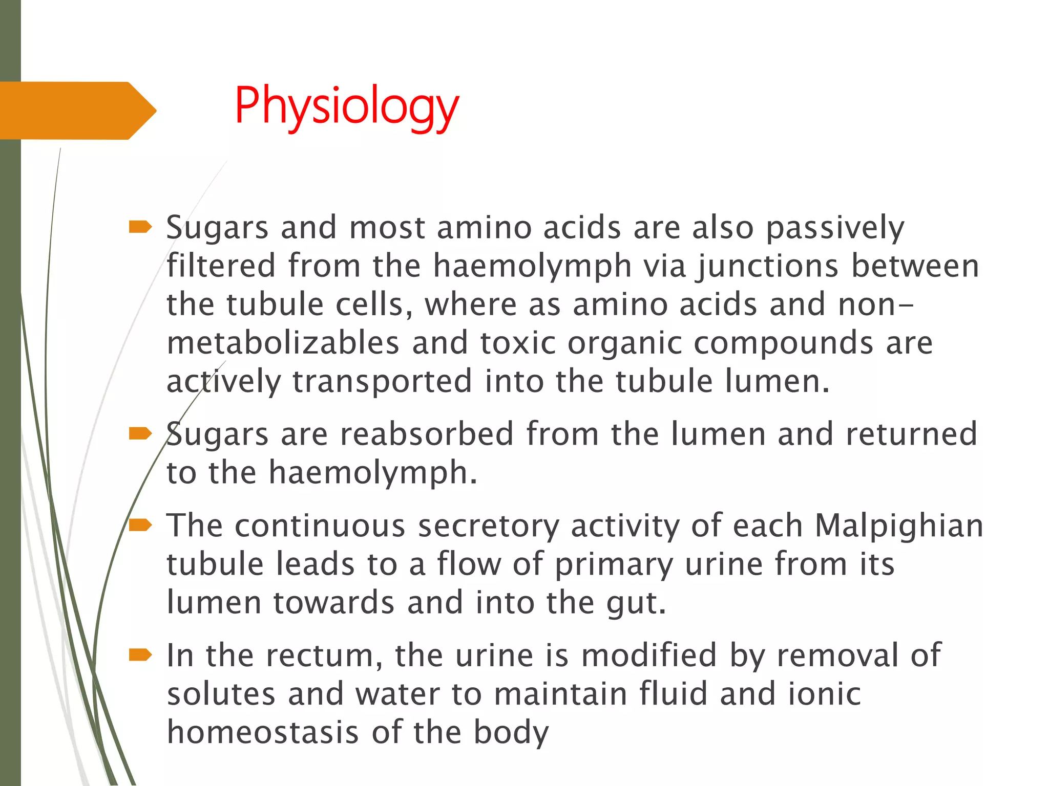  Sugars and most amino acids are also passively
filtered from the haemolymph via junctions between
the tubule cells, where as amino acids and non-
metabolizables and toxic organic compounds are
actively transported into the tubule lumen.
 Sugars are reabsorbed from the lumen and returned
to the haemolymph.
 The continuous secretory activity of each Malpighian
tubule leads to a flow of primary urine from its
lumen towards and into the gut.
 In the rectum, the urine is modified by removal of
solutes and water to maintain fluid and ionic
homeostasis of the body
Physiology
 