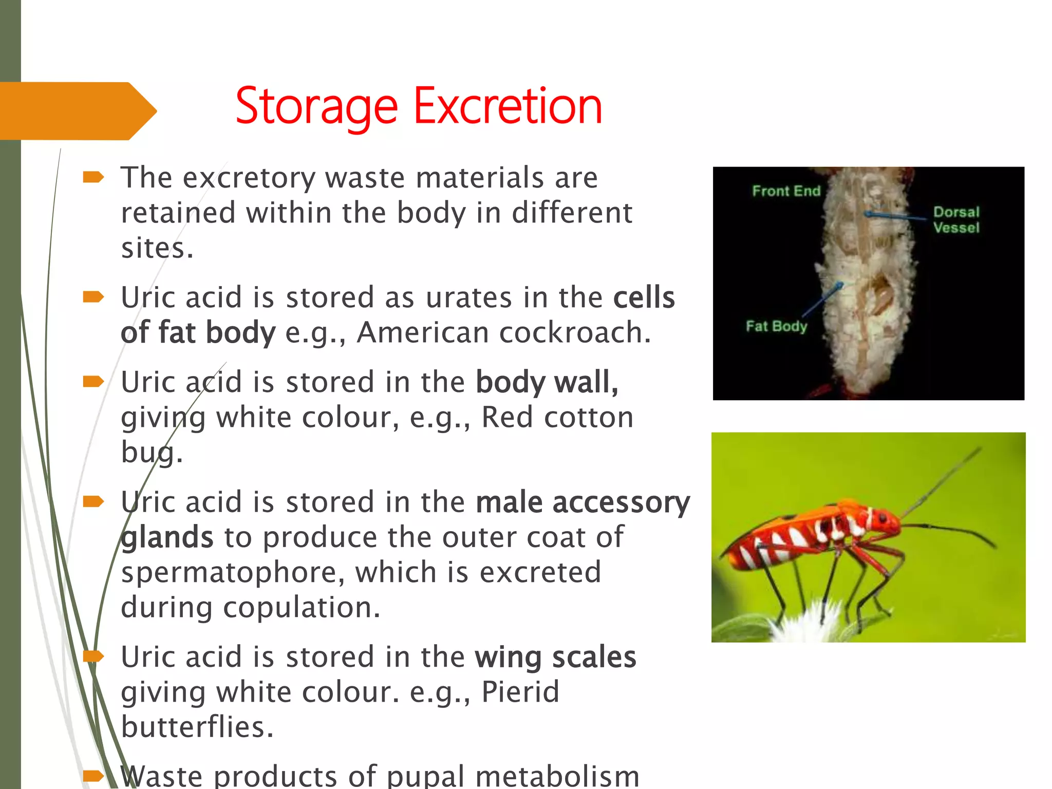 Storage Excretion
 The excretory waste materials are
retained within the body in different
sites.
 Uric acid is stored as urates in the cells
of fat body e.g., American cockroach.
 Uric acid is stored in the body wall,
giving white colour, e.g., Red cotton
bug.
 Uric acid is stored in the male accessory
glands to produce the outer coat of
spermatophore, which is excreted
during copulation.
 Uric acid is stored in the wing scales
giving white colour. e.g., Pierid
butterflies.
 Waste products of pupal metabolism
 