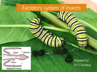 Excretory system of Insects
Prepared by
Dr. S. Sumaiya
 