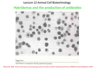 Lecture 12 Animal Cell Biotechnology
              Hybridomas and the production of antibodies




Butler, M. 2004. Animal cell culture and technology 2nd ed. London and New York:Garland Science/BIOS Scientific Publishers. P145.
 