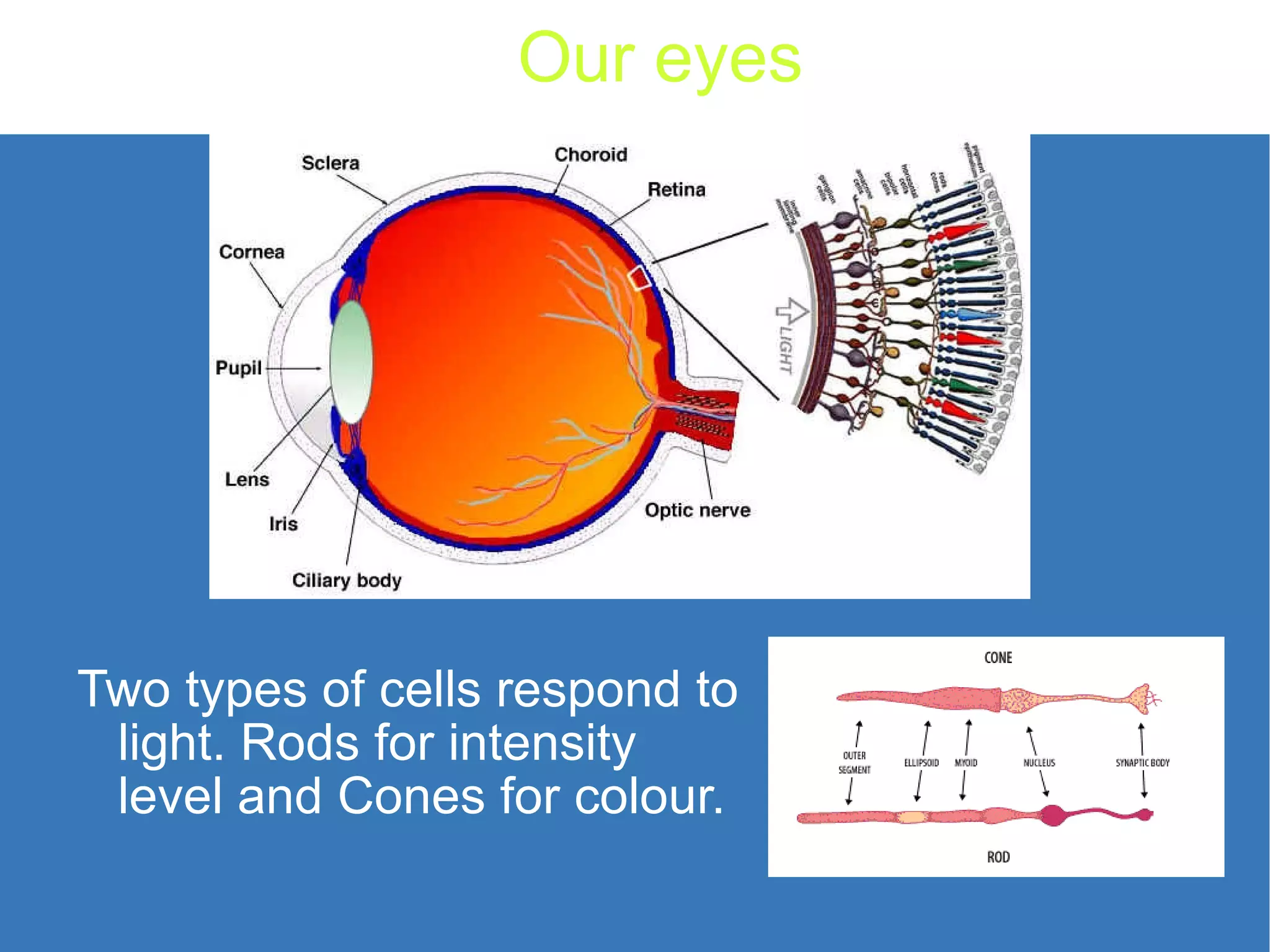 Our eyes Two types of cells respond to light. Rods for intensity level and Cones for colour. 