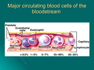 Major circulating blood cells of the bloodstream  