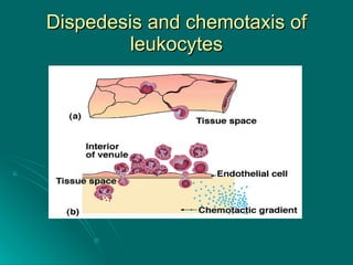 Dispedesis and chemotaxis of leukocytes 