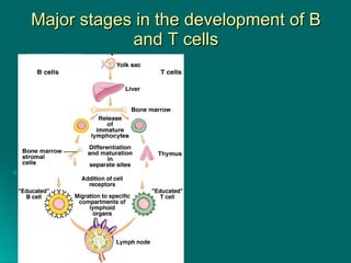 Major stages in the development of B and T cells 