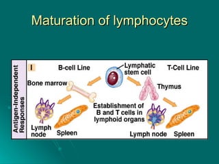 Maturation of lymphocytes 