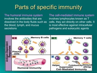 Parts of specific immunity The humoral immune system   involves the antibodies that are dissolved in the body fluids such as the blood, lymph, and mucus secretions The cell-mediated immune system  involves lymphocytes known as T cells, they act directly on other cells. It is most effective against intracellular pathogens and eukaryotic agents 