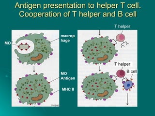 Antigen presentation to helper T cell. Cooperation of T helper and B cell T helper T helper B cell MO MO Antigen macrophage  MHC II 