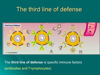 The third line of defense  The  third line of defense  is specific immune factors  ( antibodies and T-lymphocytes ) 