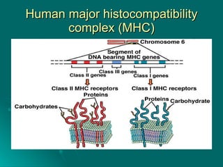 Human major histocompatibility complex (MHC) 