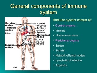 General components of immune system Immune system consist of: Central organs:  Thymus  Red marrow bone Peripheral organs   Spleen  Tonsils  Network of lymph nodes Lymphatic of intestine  Appendix  