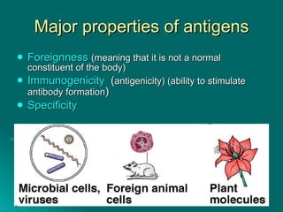 Major properties of antigens Foreignness   (meaning that it is not a normal constituent of the body) Immunogenicity   ( antigenicity) (ability to stimulate antibody formation ) Specificity 