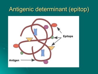 Antigenic determinant (epitop) Antigen  Epitops   