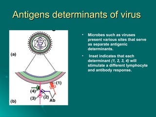 Antigens determinants of virus  Microbes such as viruses present various sites that serve as separate antigenic determinants.  Inset indicates that each determinant  (1, 2, 3, 4)  will stimulate a different lymphocyte and antibody response.   