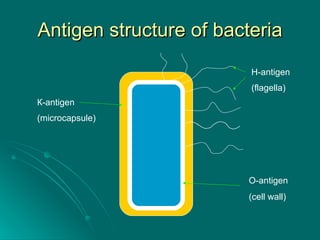 Antigen structure of bacteria О- antigen (cell wall) К- antigen (microcapsule)   Н- antigen (flagella)   