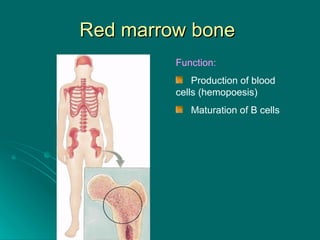 Red marrow bone  Function: Production of blood  cells (hemopoesis) Maturation of B cells 