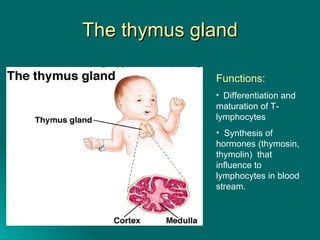 The thymus gland Functions: Differentiation and maturation of T-lymphocytes Synthesis of hormones (thymosin, thymolin)  that influence to lymphocytes in blood stream. 