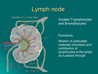 Lymph node  Contain T-lymphocytes and B-lymphocytes Functions:  filtration of particulate materials (microbes) and contribution of lymphocytes to the lymph as it passes through. 