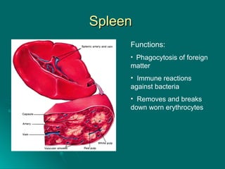 Spleen  Functions: Phagocytosis of foreign matter Immune reactions against bacteria Removes and breaks down worn erythrocytes 