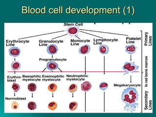 Blood cell development (1) 