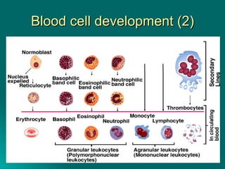 Blood cell development (2) 