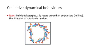 Collective dynamical behaviours
• Torus: individuals perpetually rotate around an empty core (milling).
The direction of rotation is random.
 