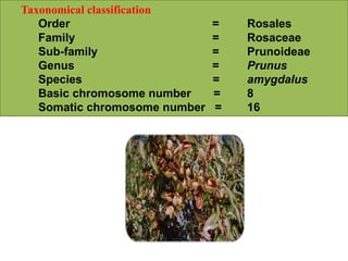 Taxonomical classification
Order = Rosales
Family = Rosaceae
Sub-family = Prunoideae
Genus = Prunus
Species = amygdalus
Basic chromosome number = 8
Somatic chromosome number = 16
 