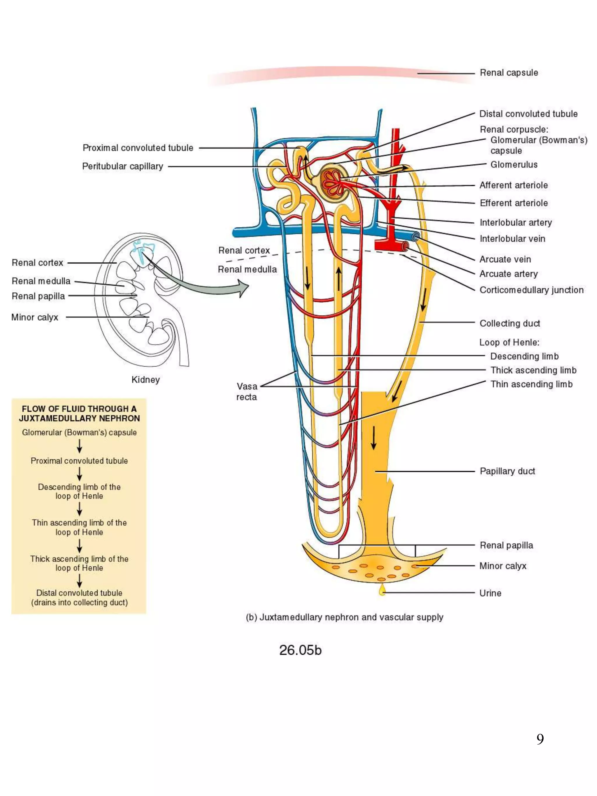 Lecture 10 and 11 urinary system | PPT