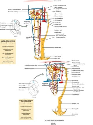 Lecture 10 and 11 urinary system | PPT