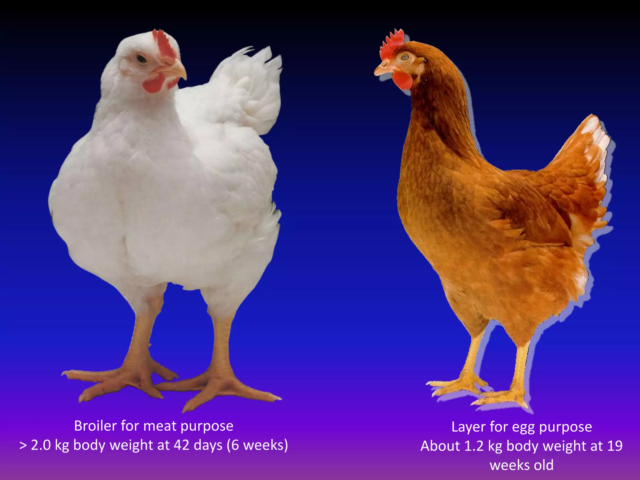 Broiler management.pptx