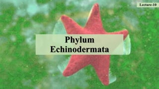 Phylum
Echinodermata
Lecture-10
 