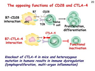 Lecture 10_Immune Tolerance-and-regulation.pptx