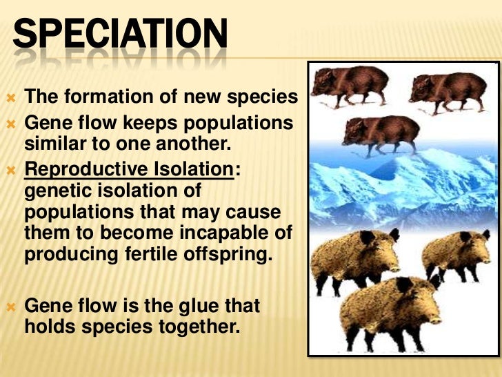 Difference Between Anagenesis And Cladogenesis