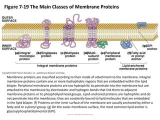Lecture 10 Membranes pptx