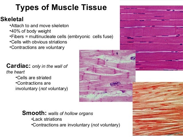 Lecture 10 muscle histology
