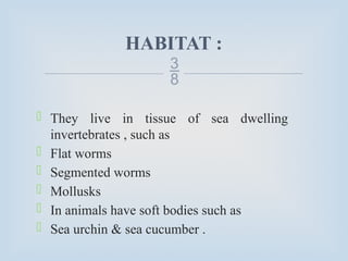 
HABITAT :
 They live in tissue of sea dwelling
invertebrates , such as
 Flat worms
 Segmented worms
 Mollusks
 In animals have soft bodies such as
 Sea urchin & sea cucumber .
 