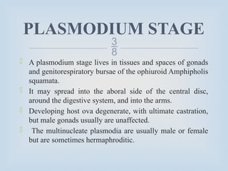 
PLASMODIUM STAGE
 A plasmodium stage lives in tissues and spaces of gonads
and genitorespiratory bursae of the ophiuroid Amphipholis
squamata.
 It may spread into the aboral side of the central disc,
around the digestive system, and into the arms.
 Developing host ova degenerate, with ultimate castration,
but male gonads usually are unaffected.
 The multinucleate plasmodia are usually male or female
but are sometimes hermaphroditic.
 