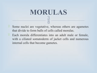 
MORULAS
 Some nuclei are vegetative, whereas others are agametes
that divide to form balls of cells called morulas.
 Each morula differentiates into an adult male or female,
with a ciliated somatoderm of jacket cells and numerous
internal cells that become gametes.
 