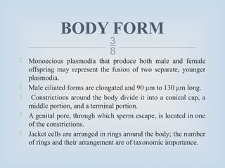 
BODY FORM
 Monoecious plasmodia that produce both male and female
offspring may represent the fusion of two separate, younger
plasmodia.
 Male ciliated forms are elongated and 90 μm to 130 μm long.
 Constrictions around the body divide it into a conical cap, a
middle portion, and a terminal portion.
 A genital pore, through which sperm escape, is located in one
of the constrictions.
 Jacket cells are arranged in rings around the body; the number
of rings and their arrangement are of taxonomic importance.
 
