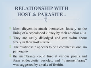 
RELATIONSHIP WITH
HOST & PARASITE :
 Most dicyemids attach themselves loosely to the
lining of a cephalopod kidney by their anterior cilia
 They are easily dislodged and can swim about
freely in their host’s urine.
 The relationship appears to be a commensal one; no
pathogenic
 the membranes could fuse at various points and
form endocytotic vesicles, and “transmembrane”
was suggested by uptake of ferritin.
 