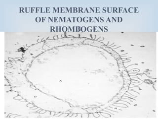 
RUFFLE MEMBRANE SURFACE
OF NEMATOGENS AND
RHOMBOGENS
 