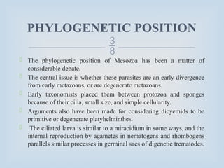 
PHYLOGENETIC POSITION
 The phylogenetic position of Mesozoa has been a matter of
considerable debate.
 The central issue is whether these parasites are an early divergence
from early metazoans, or are degenerate metazoans.
 Early taxonomists placed them between protozoa and sponges
because of their cilia, small size, and simple cellularity.
 Arguments also have been made for considering dicyemids to be
primitive or degenerate platyhelminthes.
 The ciliated larva is similar to a miracidium in some ways, and the
internal reproduction by agametes in nematogens and rhombogens
parallels similar processes in germinal sacs of digenetic trematodes.
 