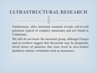 
ULTRASTRUCTURAL RESEARCH
 Furthermore, ultra structural research reveals cell-to-cell
junctions typical of complex metazoans and not found in
Cnidarians.
 We still do not know the ancestral group, although Furuya
and co-workers suggest that dicyemids may be progenetic
larval forms of parasites that once lived in now-extinct
predatory marine vertebrates such as mosasaurs.
 