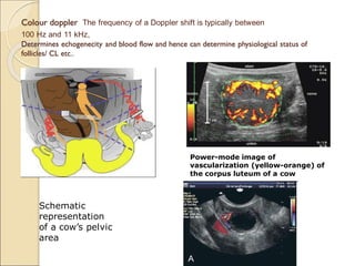 Colour doppler The frequency of a Doppler shift is typically between
100 Hz and 11 kHz,
Determines echogenecity and blood flow and hence can determine physiological status of
follicles/ CL etc..
Power-mode image of
vascularization (yellow-orange) of
the corpus luteum of a cow
Schematic
representation
of a cow’s pelvic
area
 