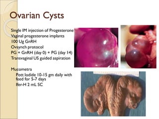 Ovarian Cysts
Single IM injection of Progesterone
Vaginal progesterone implants
100 Ug GnRH
Ovsynch protocol
PG + GnRH (day 0) + PG (day 14)
Transvaginal US guided aspiration
Mucometra
Pott Iodide 10-15 gm daily with
feed for 5-7 days
Ifer-H 2 mL SC
 