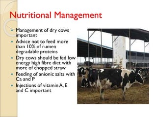 Nutritional Management
 Management of dry cows
important
 Advice not to feed more
than 10% of rumen
degradable proteins
 Dry cows should be fed low
energy high fibre diet with
more of chopped straw
 Feeding of anionic salts with
Ca and P
 Injections of vitaminA, E
and C important
 