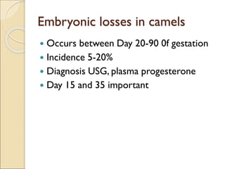 Embryonic losses in camels
 Occurs between Day 20-90 0f gestation
 Incidence 5-20%
 Diagnosis USG, plasma progesterone
 Day 15 and 35 important
 