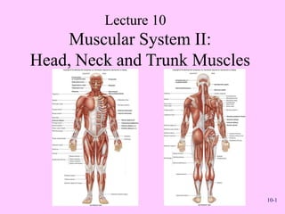 10-1
Muscular System II:
Head, Neck and Trunk Muscles
Lecture 10
 